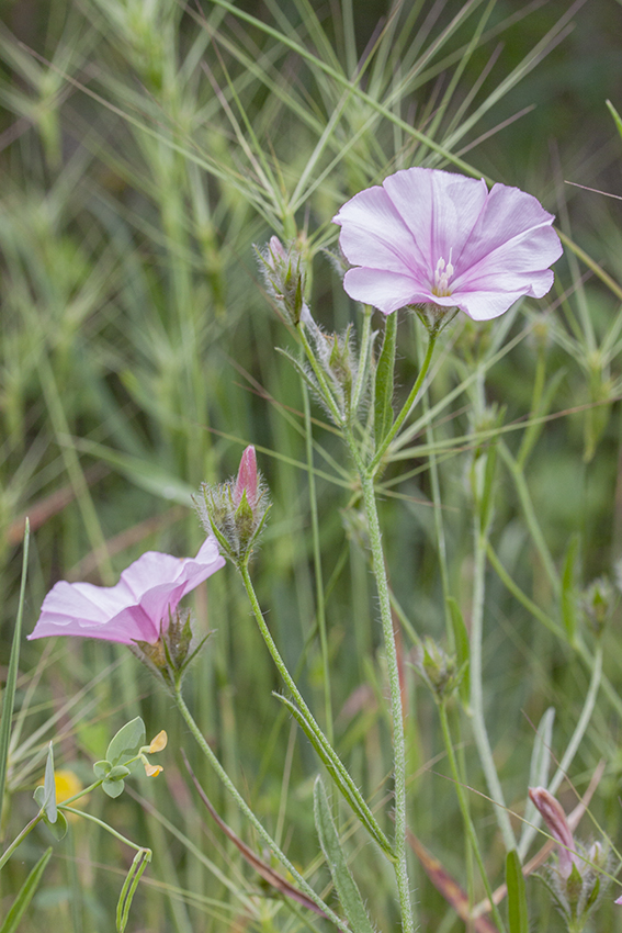 Изображение особи Convolvulus cantabrica.