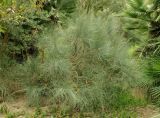 genus Ephedra