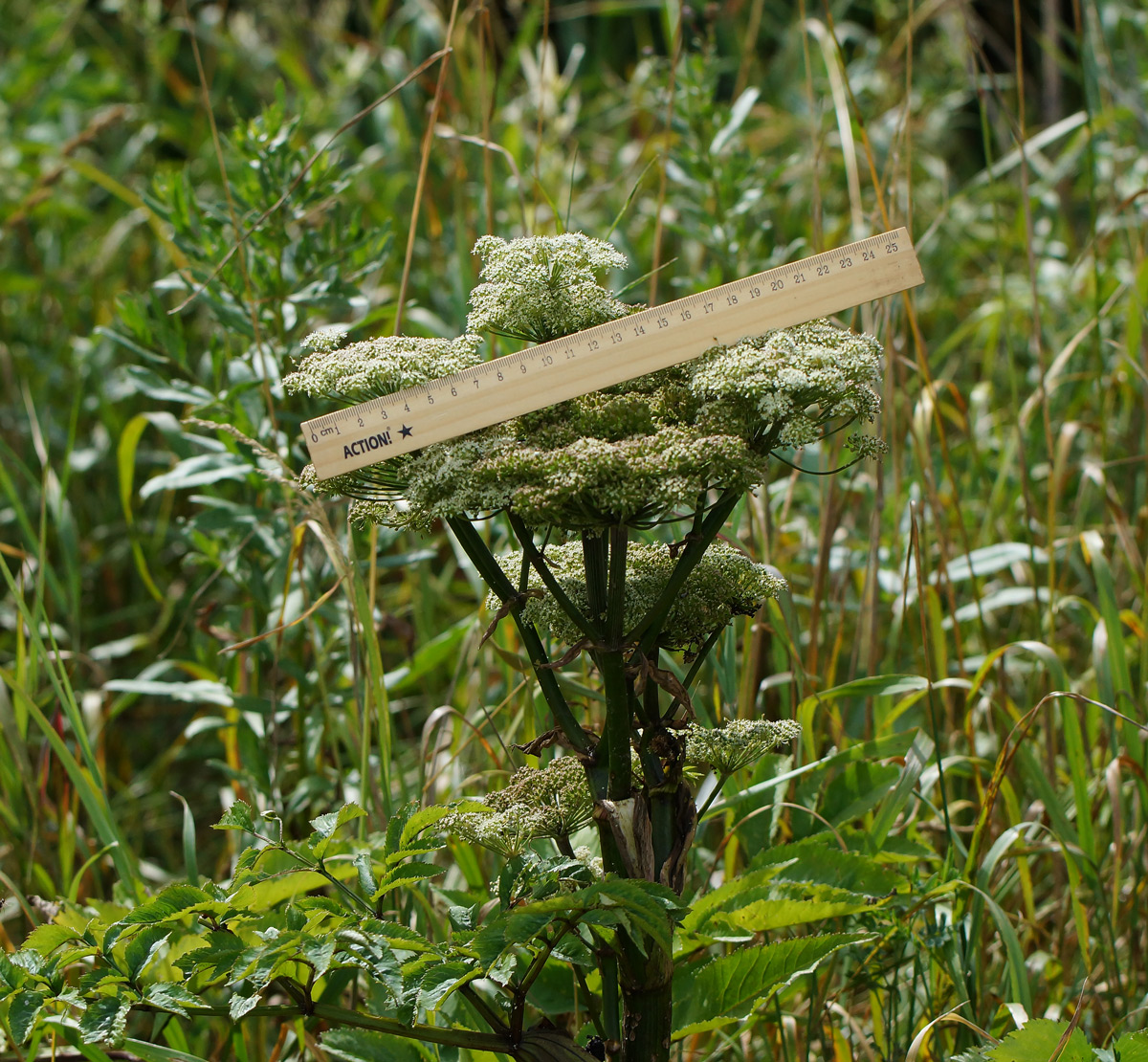 Изображение особи Angelica sylvestris.