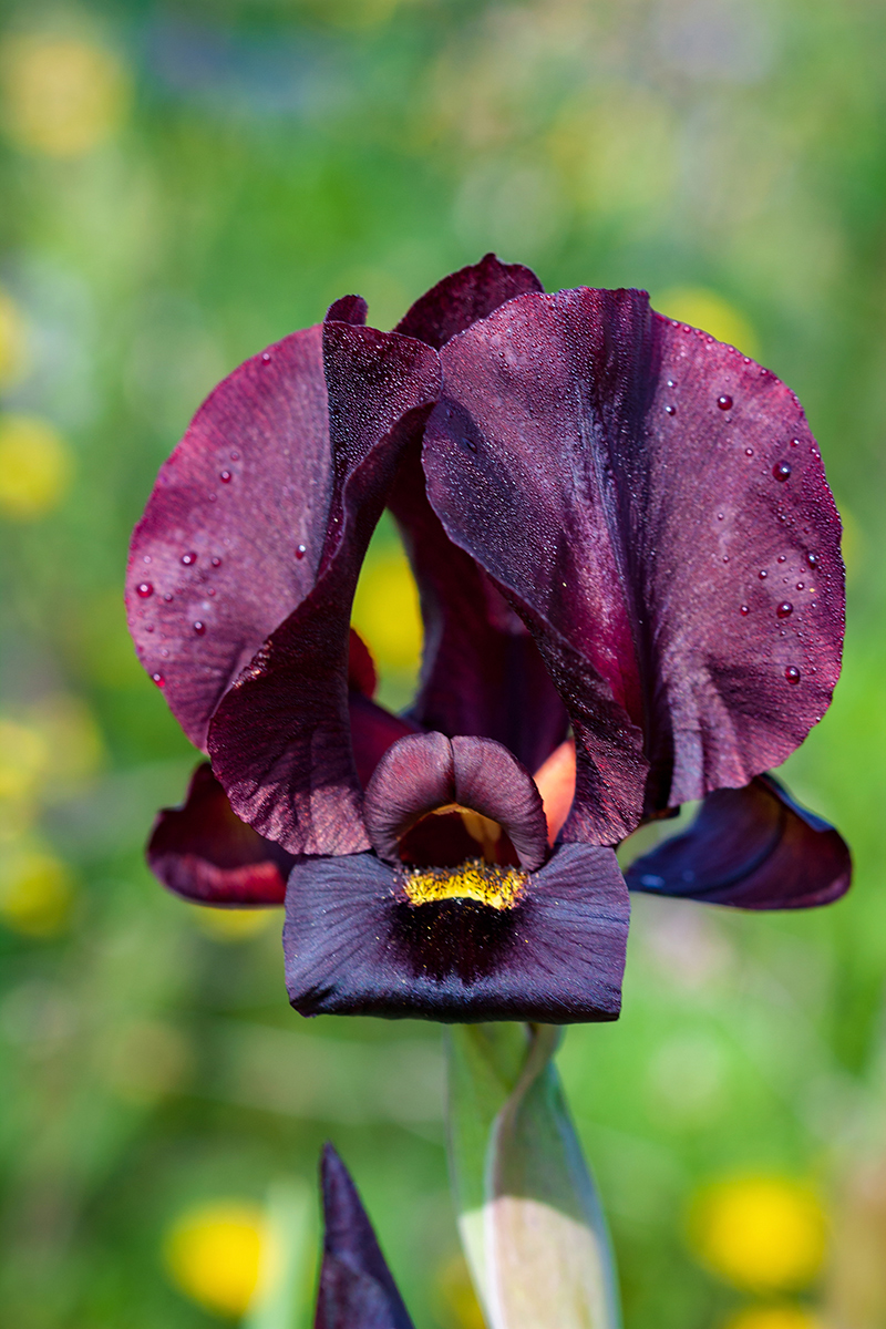 Изображение особи Iris atropurpurea.