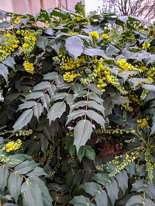 Image of Mahonia japonica specimen.