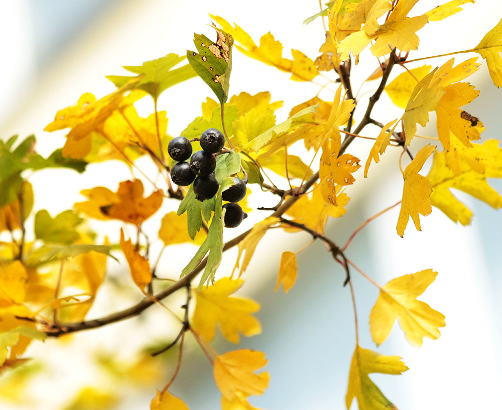 Image of Crataegus pentagyna specimen.