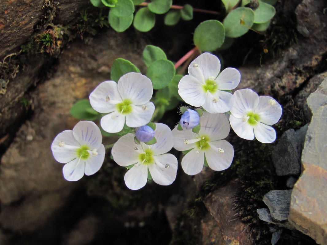 Image of Veronica glareosa specimen.