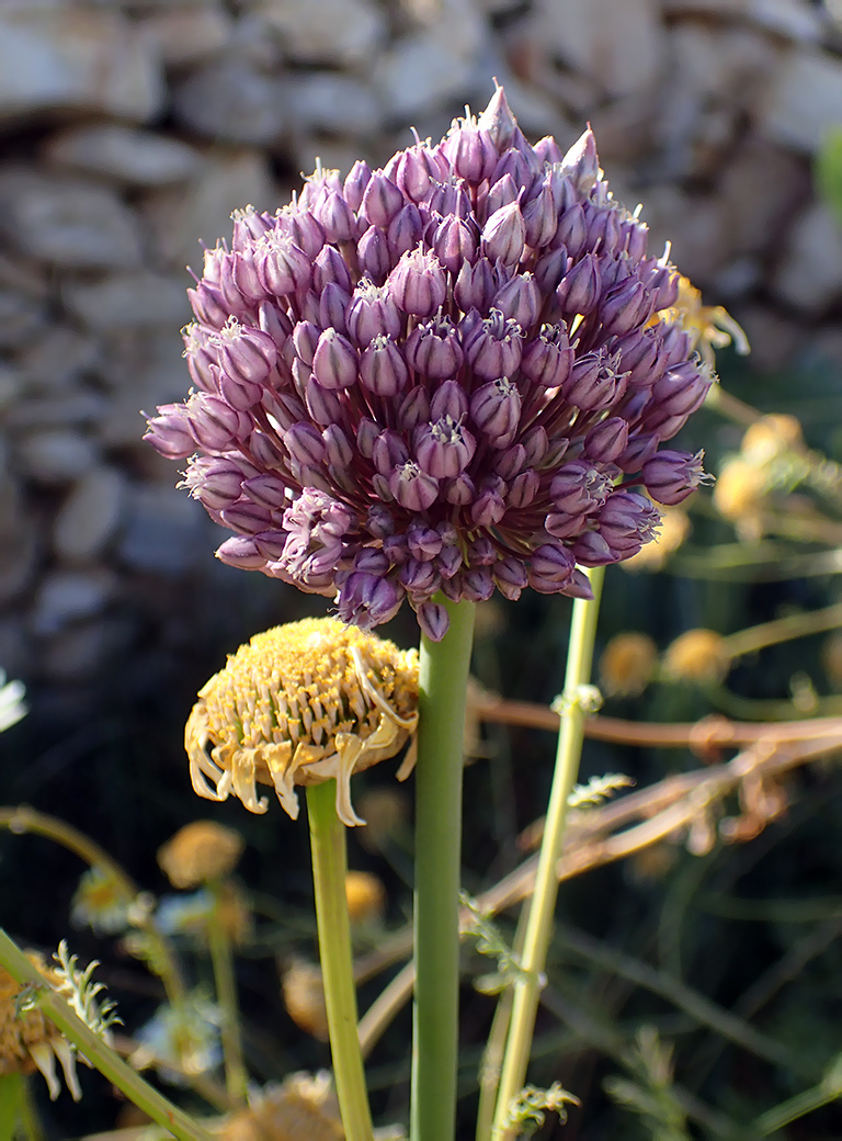 Image of Allium polyanthum specimen.