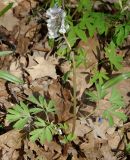 Corydalis solida