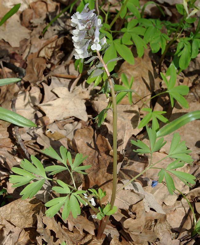 Image of Corydalis solida specimen.