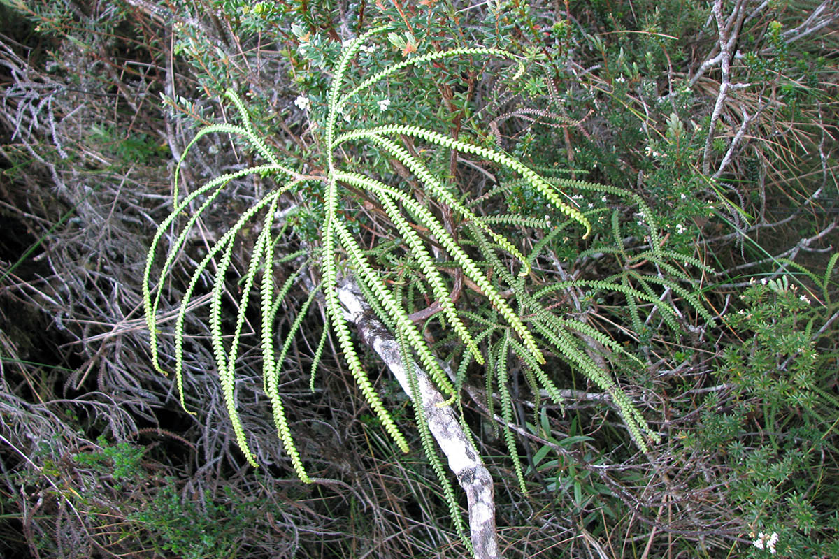 Image of class Polypodiopsida specimen.