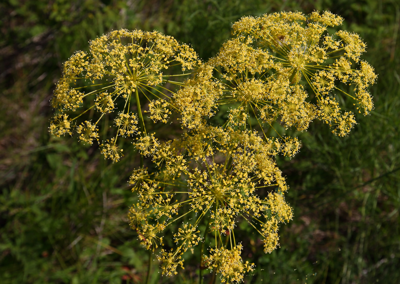 Изображение особи Peucedanum morisonii.