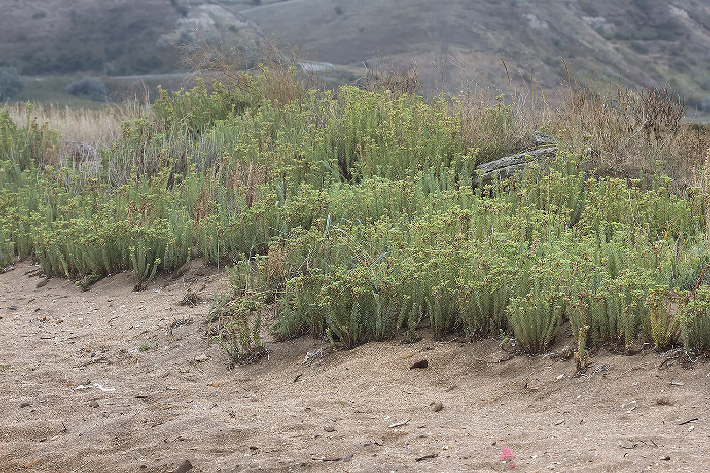 Image of Euphorbia paralias specimen.