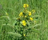 Lysimachia vulgaris. Верхушка цветущего и плодоносящего растения. Иркутская обл., окр. Иркутска, заболоченный луг. 20.07.2022.