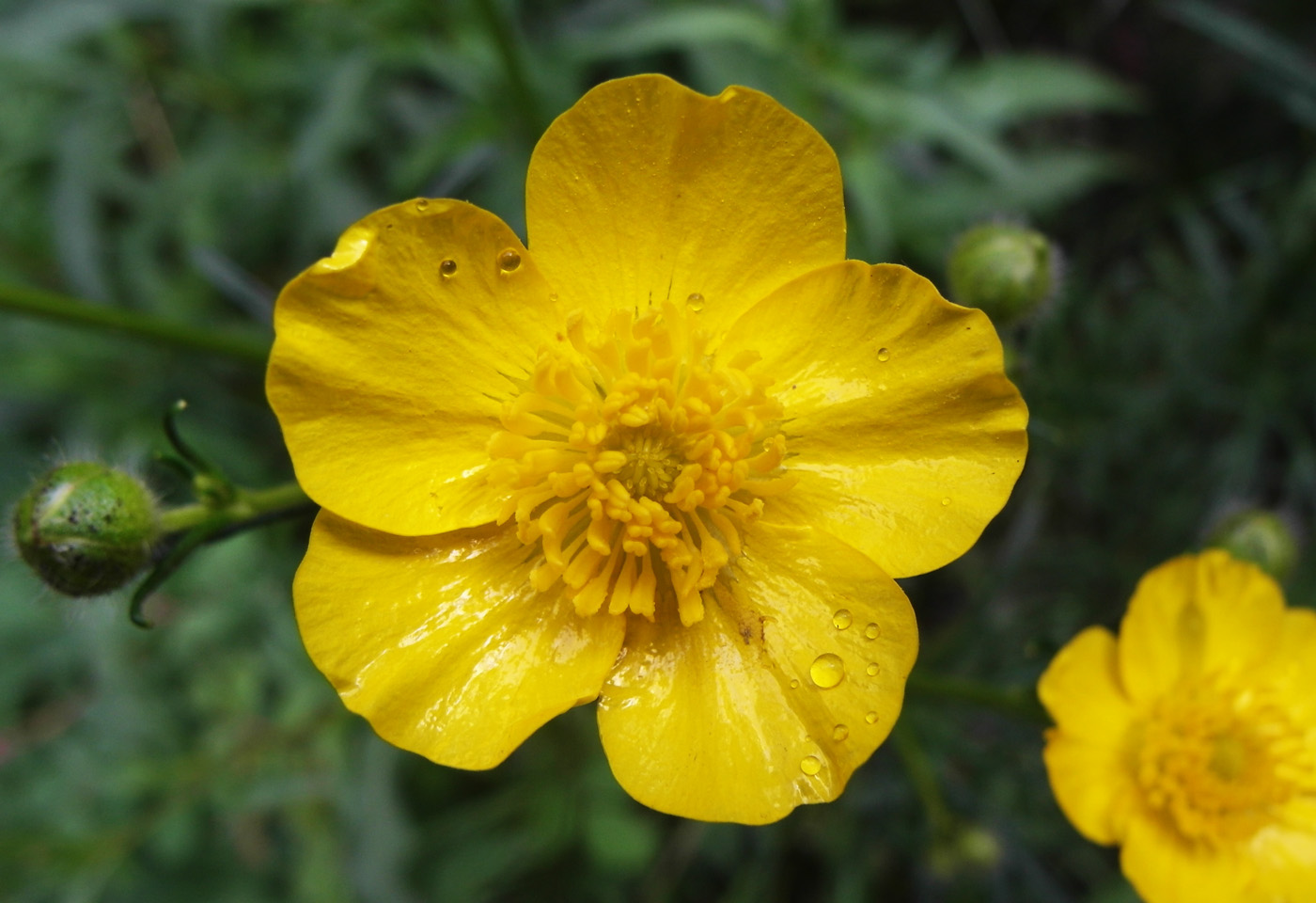 Image of Ranunculus acris specimen.