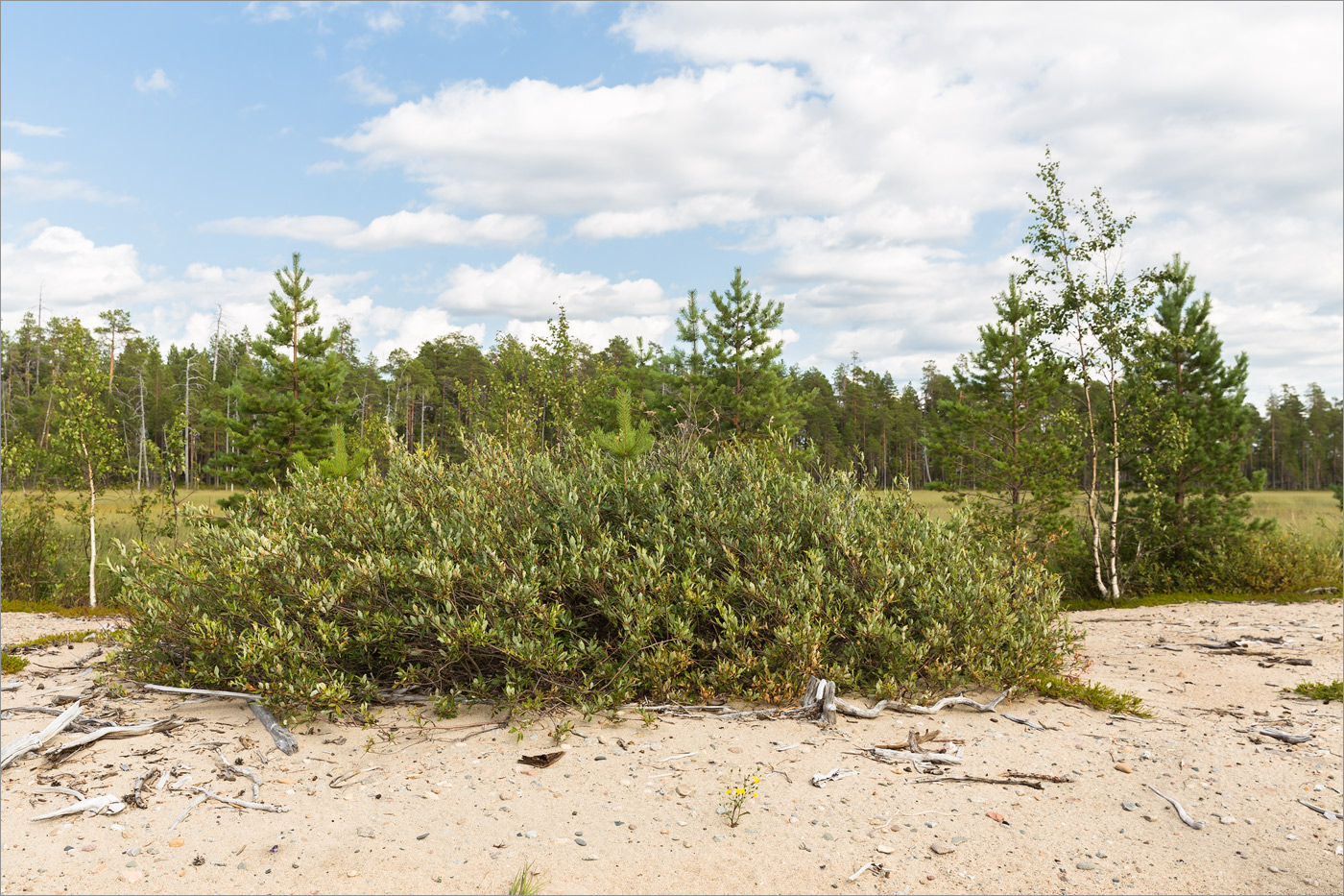 Image of Salix phylicifolia specimen.