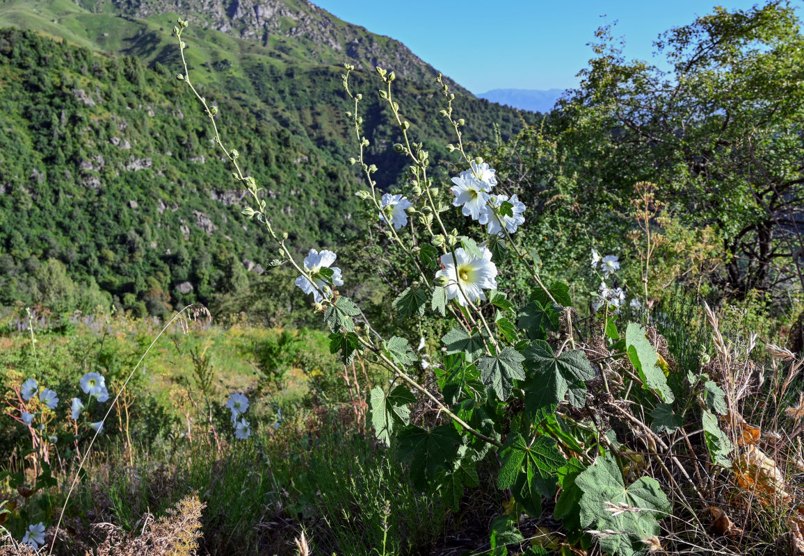 Изображение особи Alcea nudiflora.