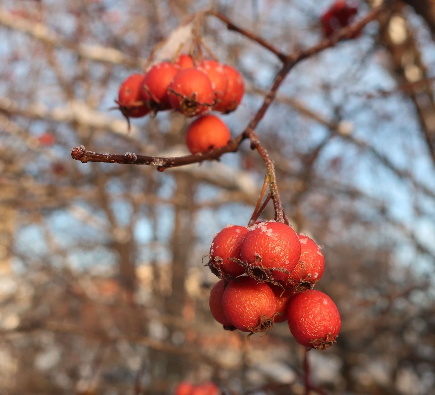 Изображение особи род Crataegus.