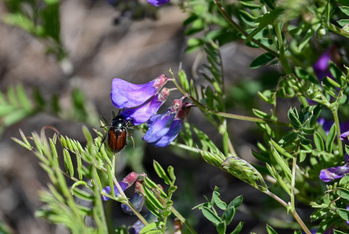 Image of Vicia multicaulis specimen.