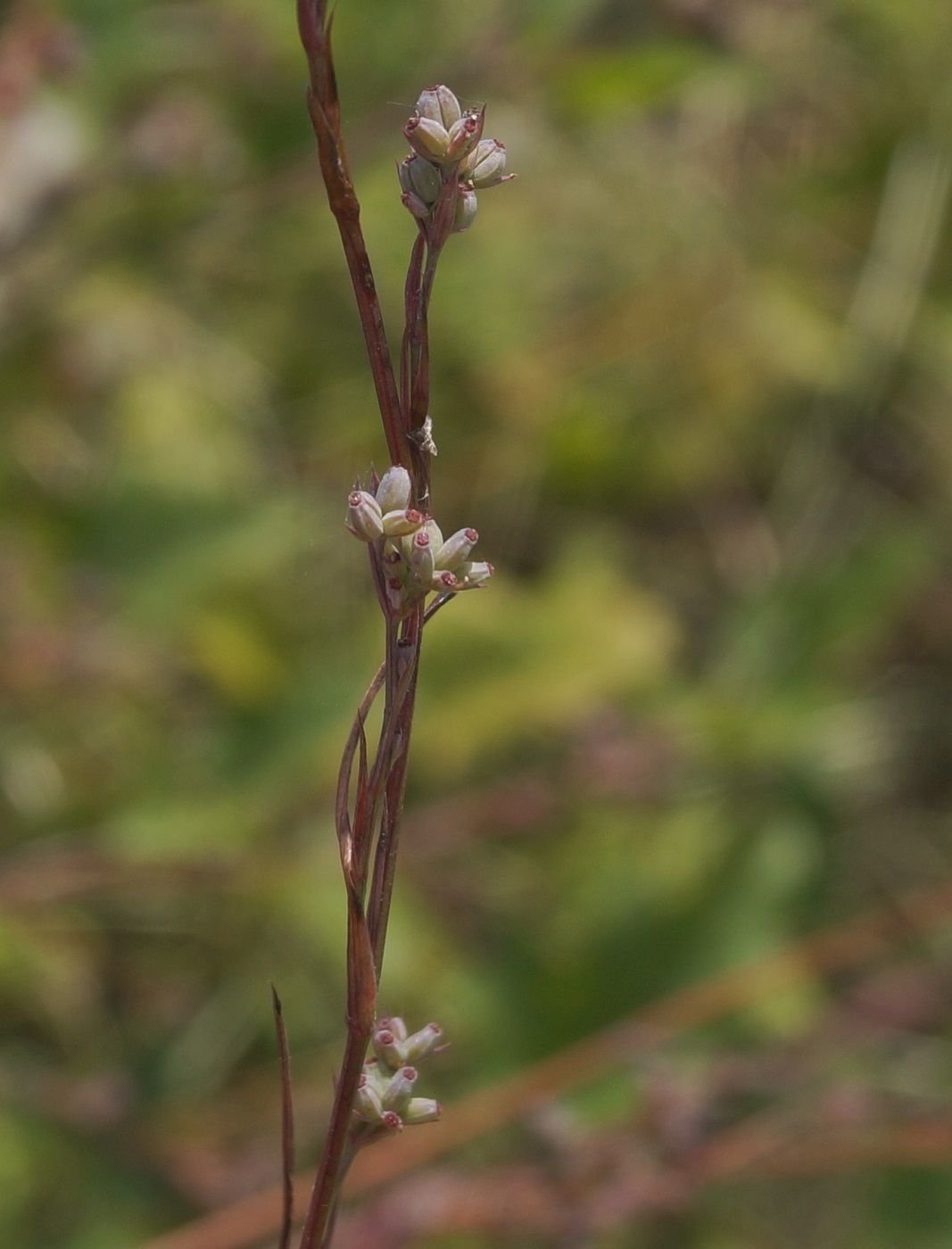 Image of Bupleurum affine specimen.