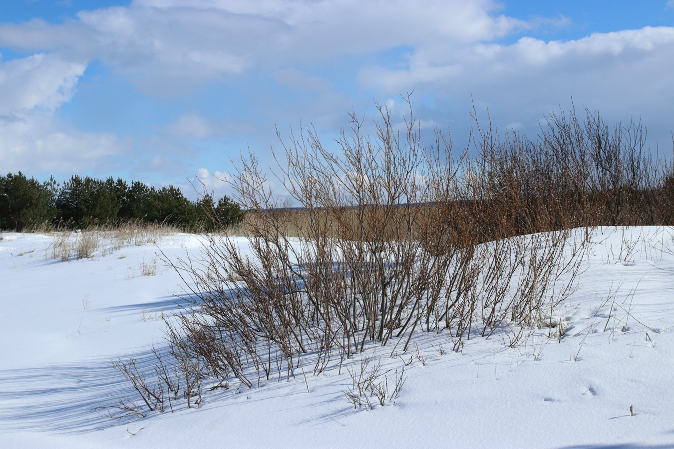 Image of Salix phylicifolia specimen.