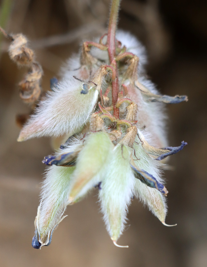 Image of Oxytropis ugamica specimen.