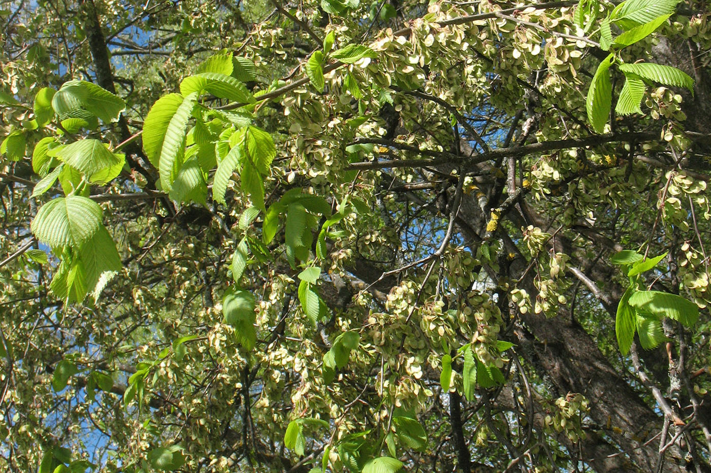 Изображение особи Ulmus glabra.