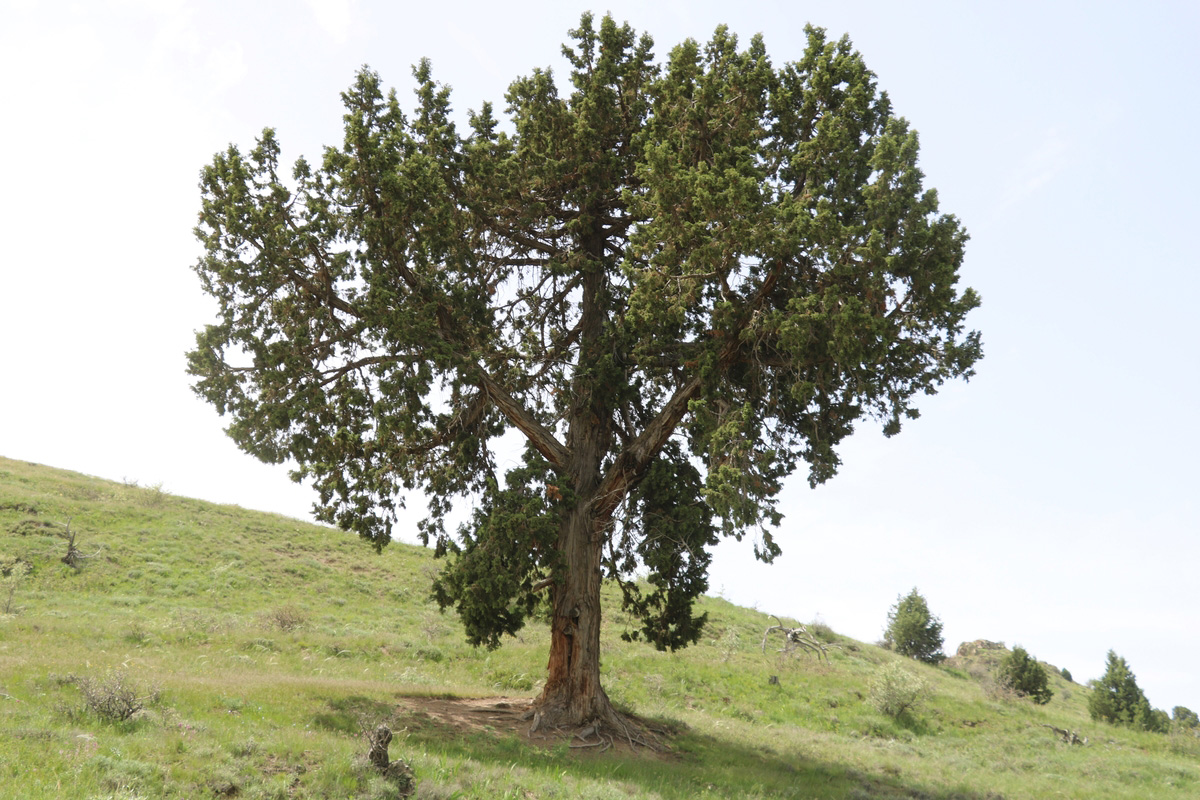 Изображение особи Juniperus foetidissima.