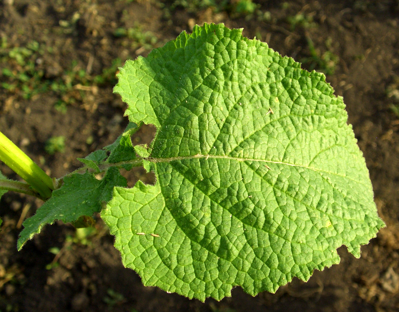 Image of Salvia verticillata specimen.