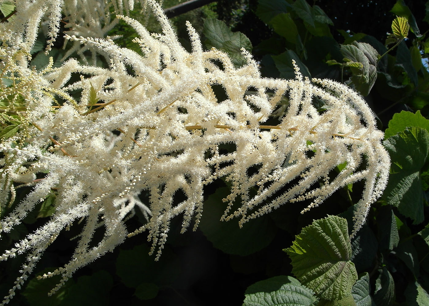 Изображение особи род Aruncus.