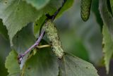 Betula platyphylla. Соплодие. Сахалин, Корсаковский гор. округ, Бирюзовые озёра, подножие каменистого склона. 25.08.2022.