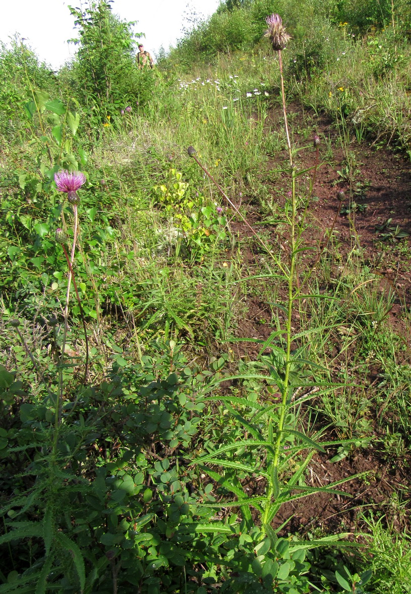 Изображение особи Cirsium schischkinii.