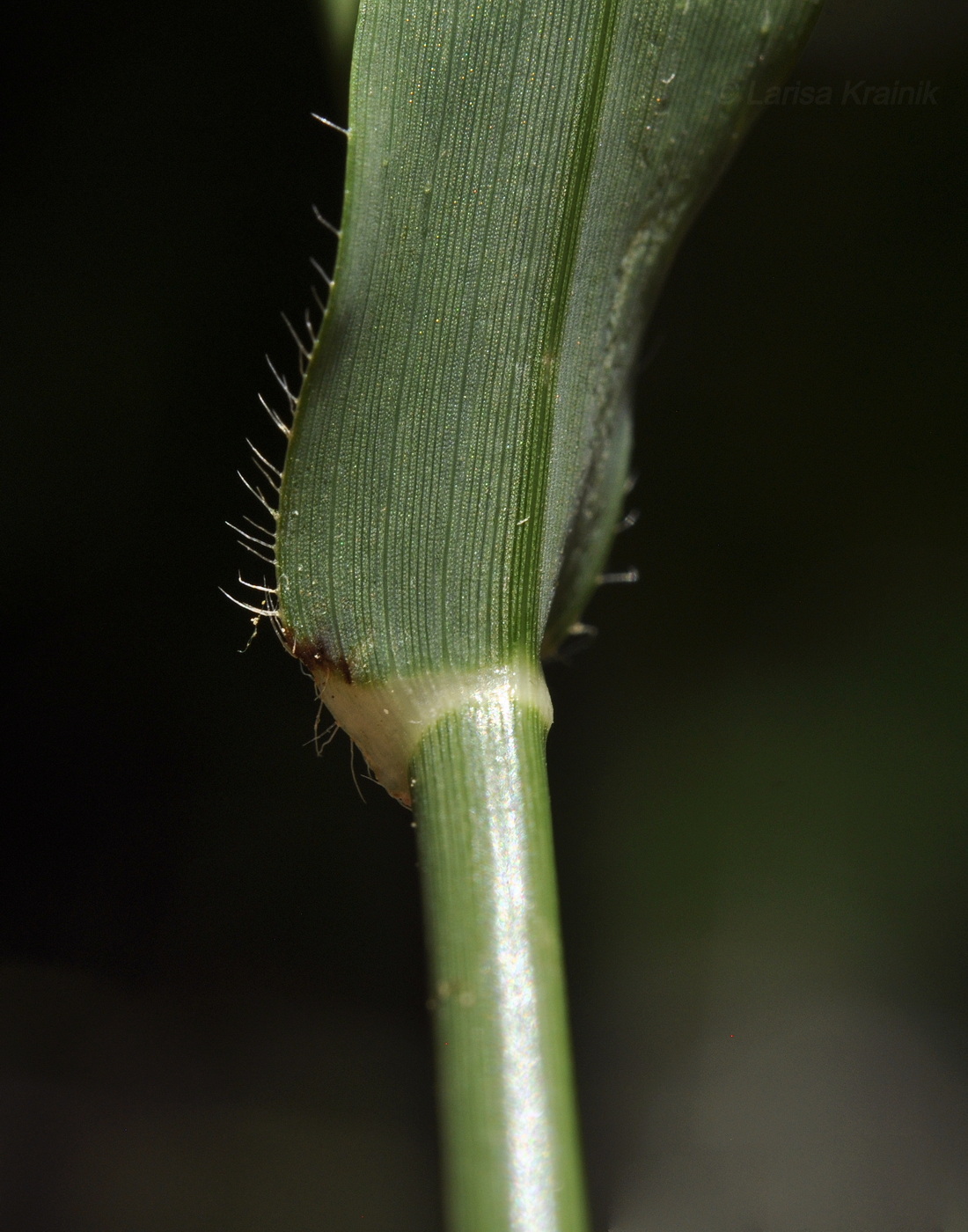 Image of Dactyloctenium aegyptium specimen.