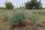 Limonium otolepis. Цветущие растения. Узбекистан, Бухарская обл., экоцентр \"Джейран\", закреплённые пески. 3 мая 2022 г.