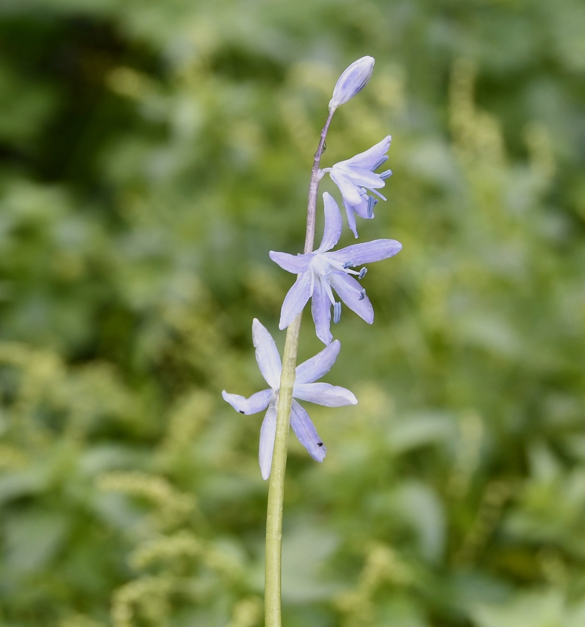 Image of Scilla morrisii specimen.