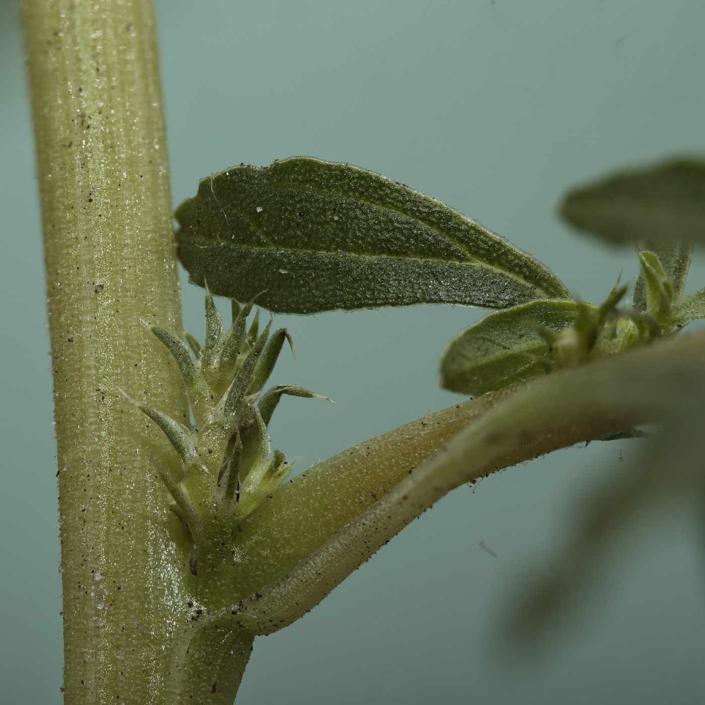 Image of Amaranthus albus specimen.