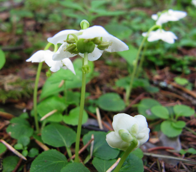 Image of Moneses uniflora specimen.