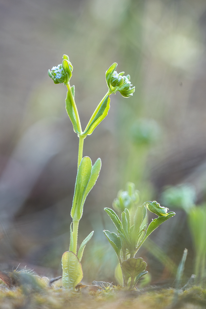 Image of genus Valerianella specimen.