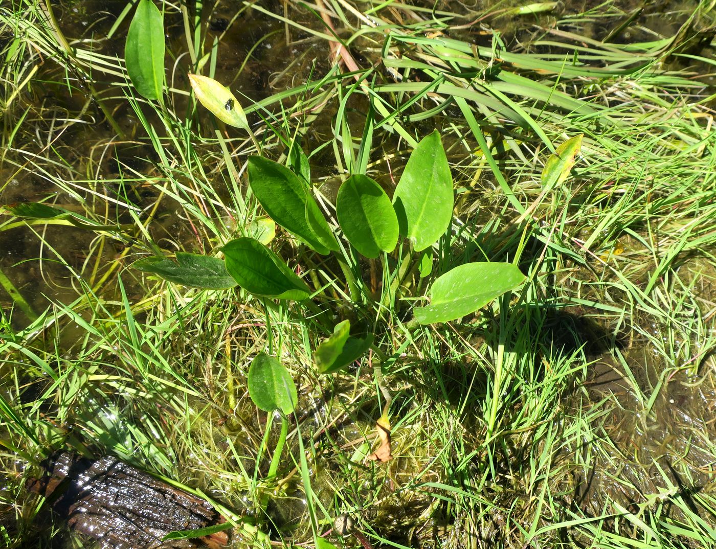 Image of Alisma plantago-aquatica specimen.