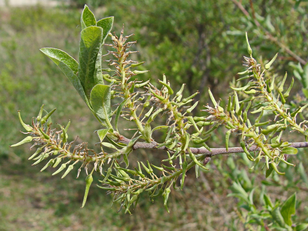 Image of Salix bebbiana specimen.