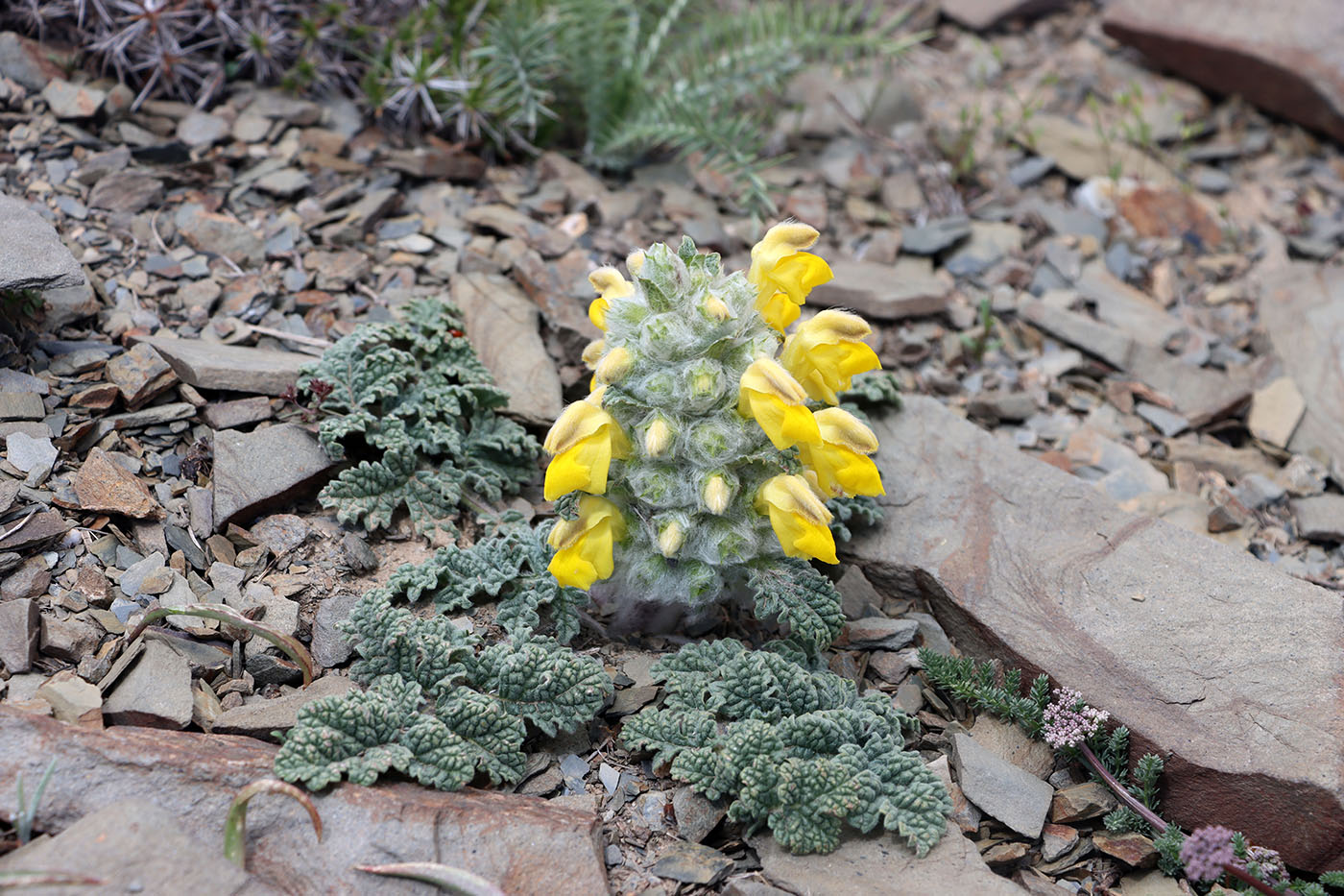 Изображение особи Phlomoides speciosa.