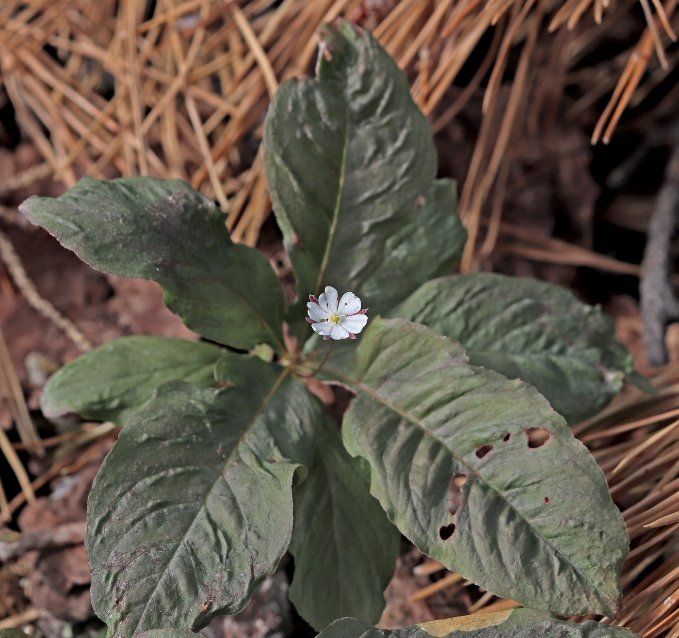 Image of Trientalis europaea specimen.