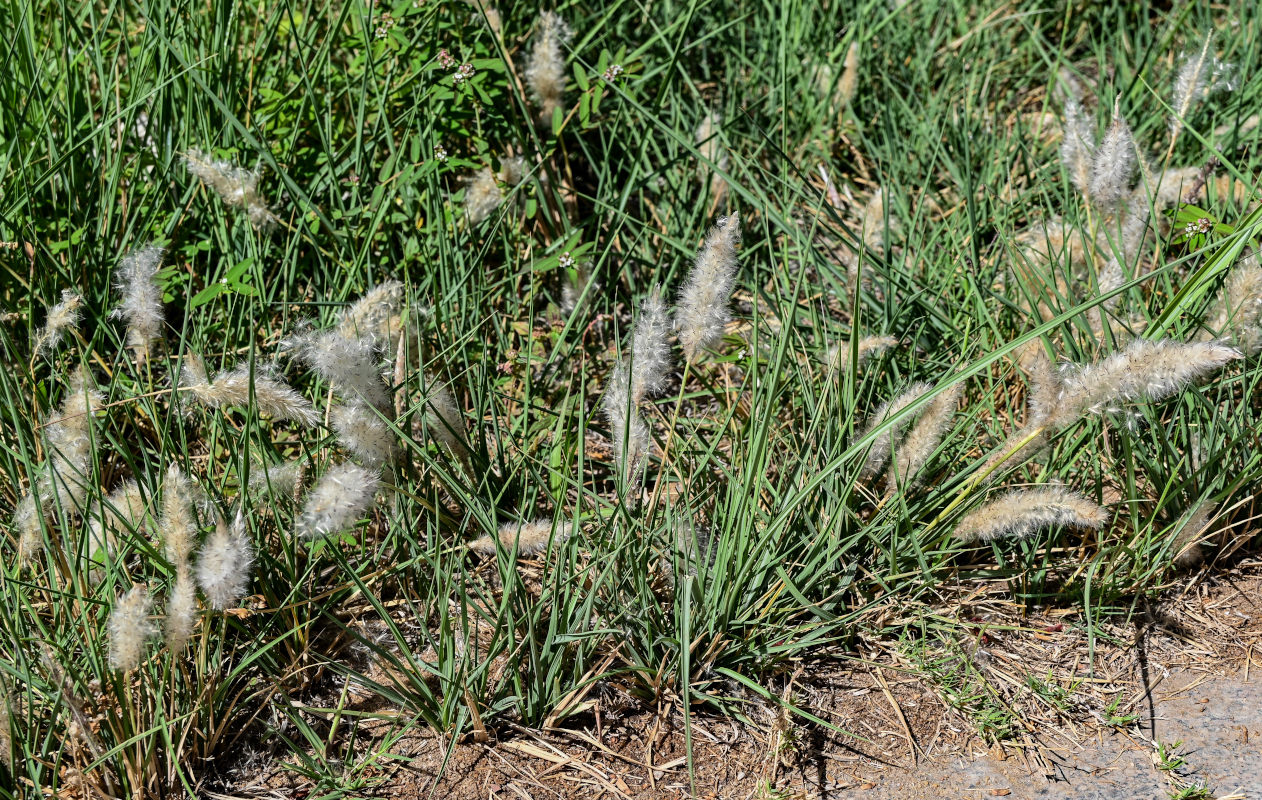 Image of Imperata cylindrica specimen.