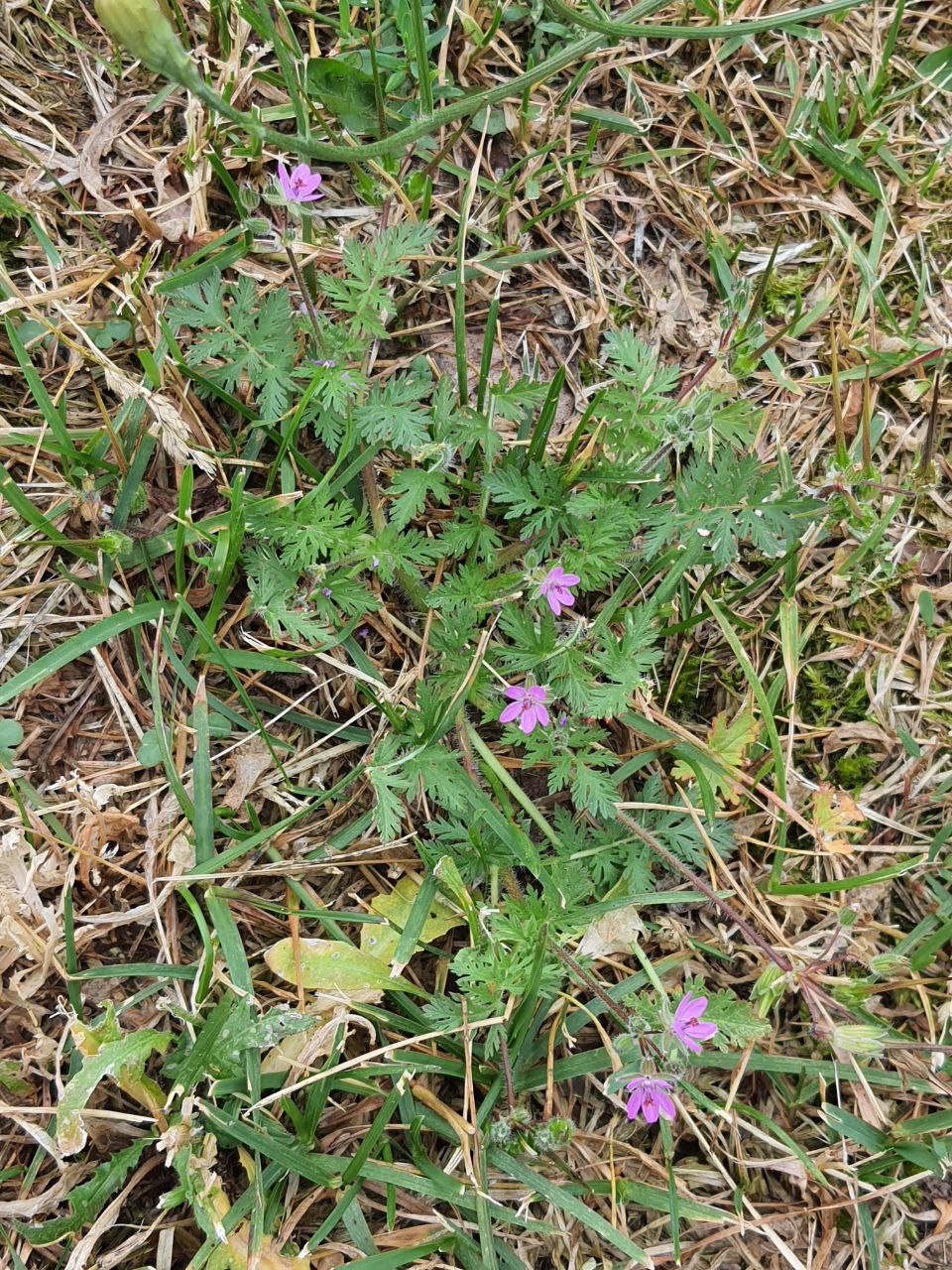 Image of Erodium cicutarium specimen.