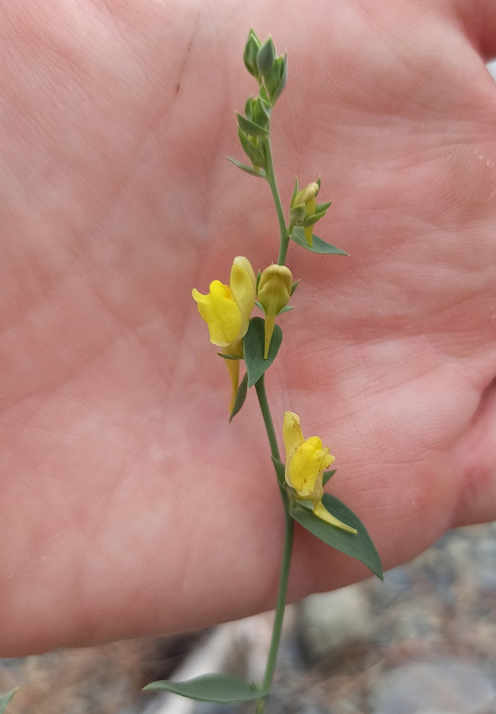 Image of Linaria genistifolia specimen.