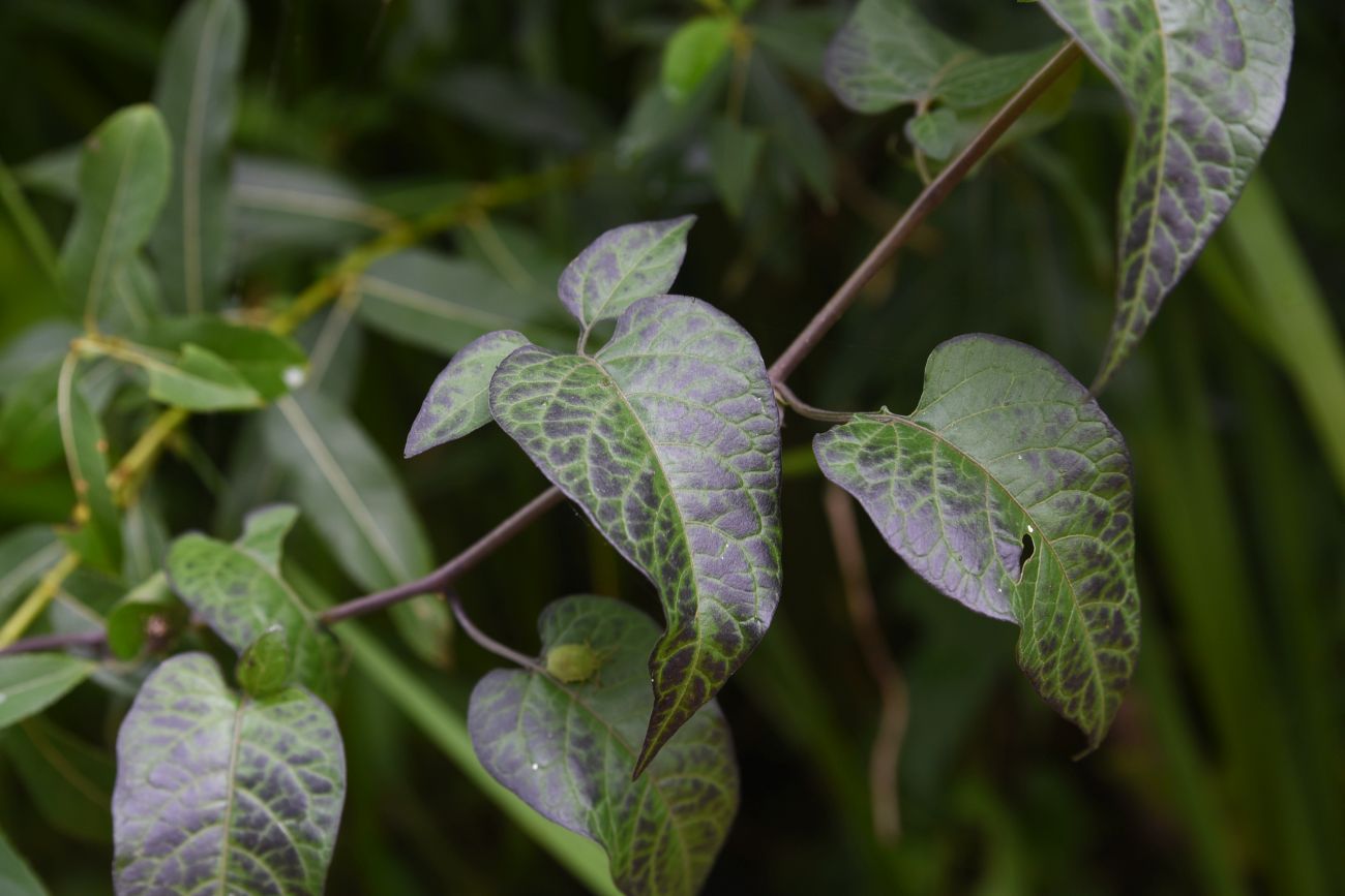 Изображение особи Solanum dulcamara.