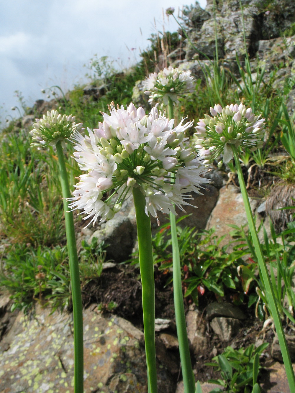 Image of Allium nutans specimen.