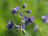 Polemonium caeruleum. Верхушка соцветия. Ленинградская обл., Лужский р-н, окр. дер. Кемка, дол. р. Луга, подошва коренного склона долины, крупнотравный луг с доминированием Phragmites australis и Cirsium oleraceum. 13.06.2024.