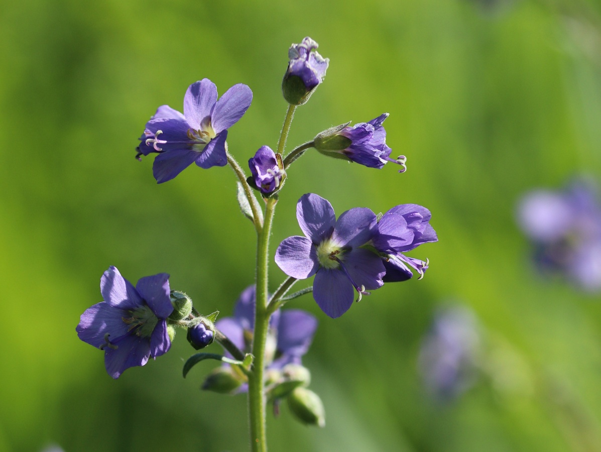 Изображение особи Polemonium caeruleum.