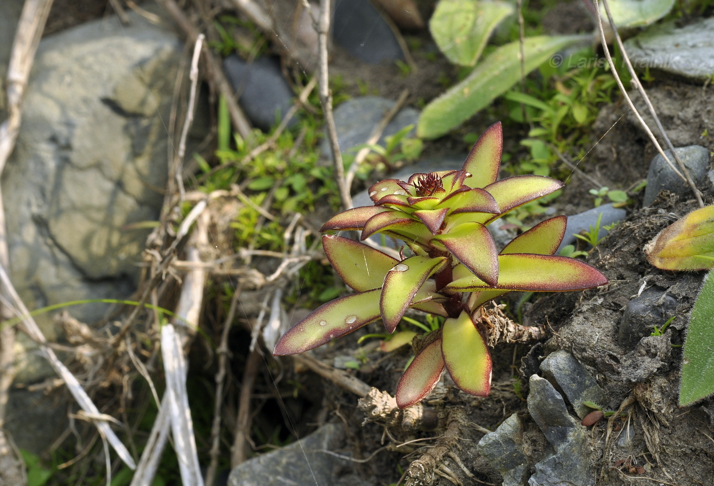 Image of Orostachys maximowiczii specimen.