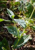 Mertensia pubescens. Часть стебля с боковым побегом. Камчатский край, Елизовский р-н, подножие горы Вачкажицы, берег р. Тахколоч, луговина на склоне СВ экспозиции. 04.08.2024.