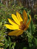 Helianthus tuberosus. Верхушка побега с соцветием. Хабаровский край, окр. г. Комсомольск-на-Амуре, Силинский лесопарк, зарастающая просека. 23.09.2024.