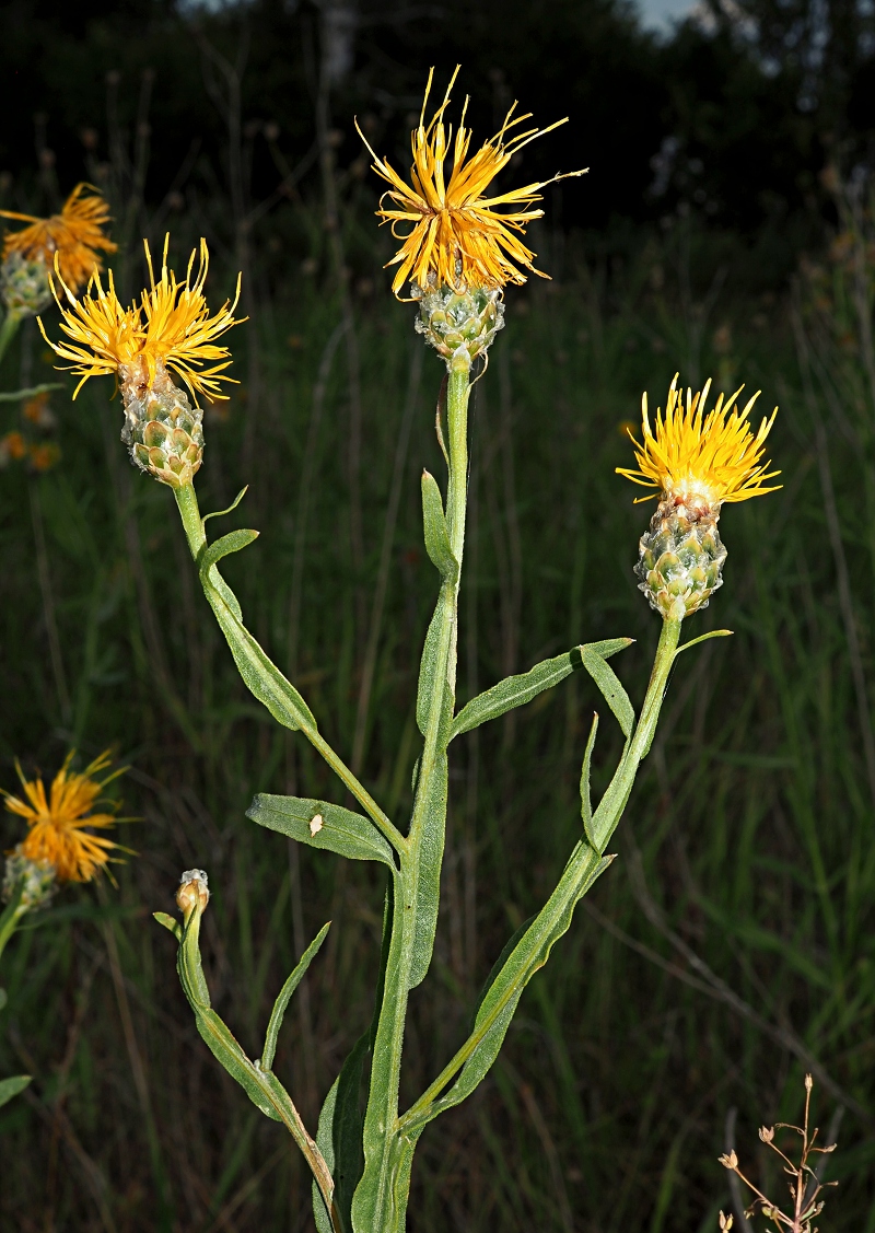 Image of Chartolepis intermedia specimen.