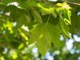 Platanus × acerifolia